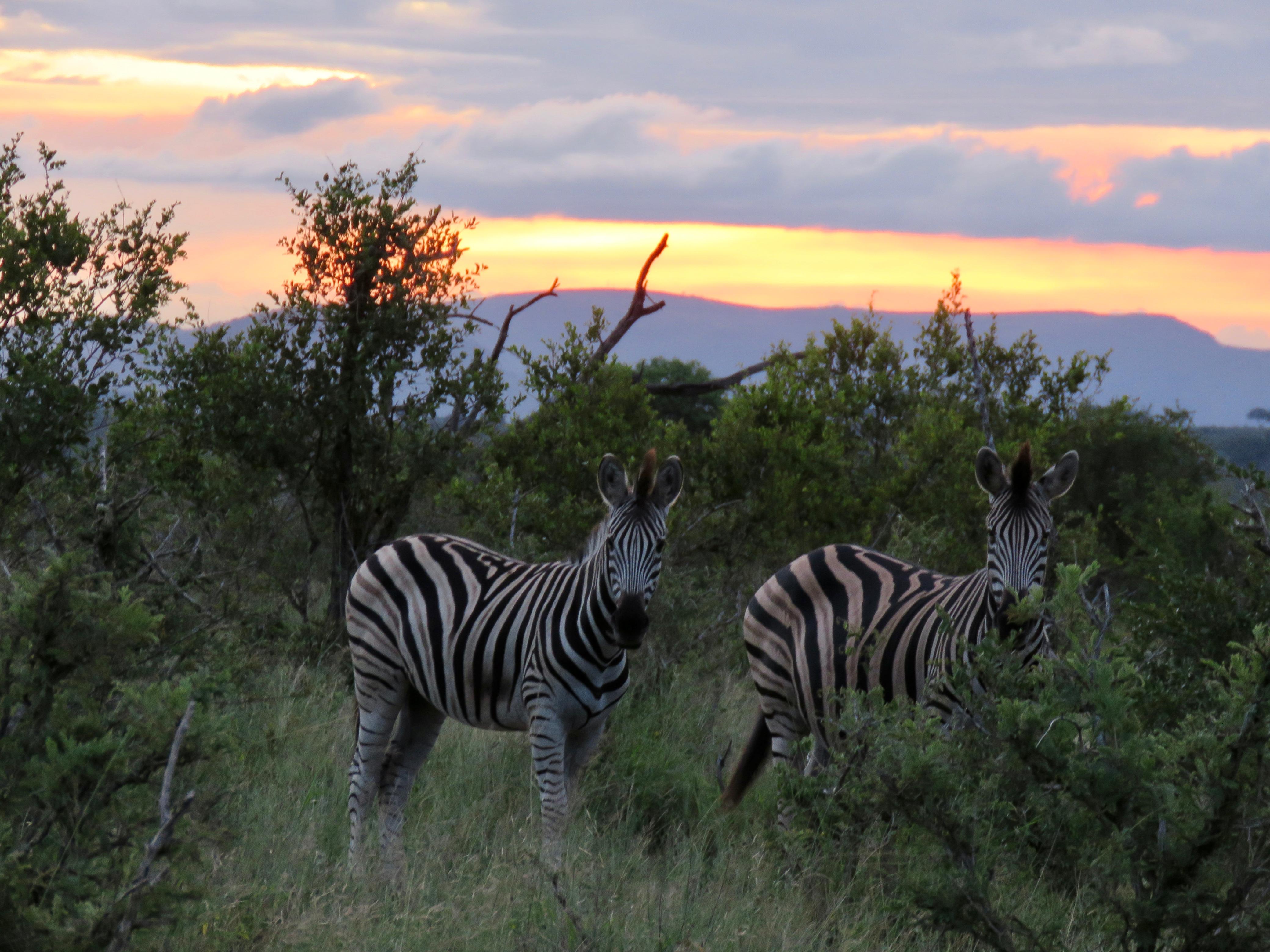 Two zebra standing in thick bushveld at sunset, with a mountain ridge behind them
